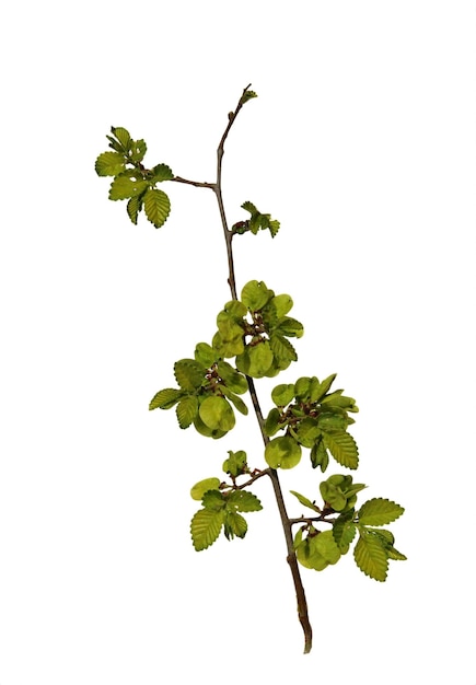 Zdjęcie młode pędy świeże liście zielone niedojrzałe nasiona gałęzi wiązu kwitnąca gałąź wierzby bazi z bliska wczesną wiosną pojedyncze elementy na białym tle dla obiektu notatniku