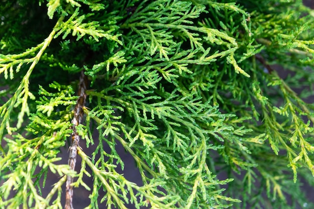 Młode pędy ze świeżymi jasnozielonymi igłami na gałęziach jałowca tuja Wzór zielone tło naturalne