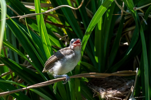 Młode pisklęta - Żółte pisklęta Bulbul