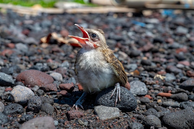 Młode pisklęta - Żółte pisklęta Bulbul