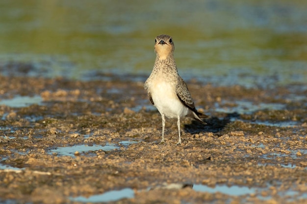 Młode Pratincole W Mokradłach Pośrodku Półwyspu Iberyjskiego Z Ostatnimi światłami