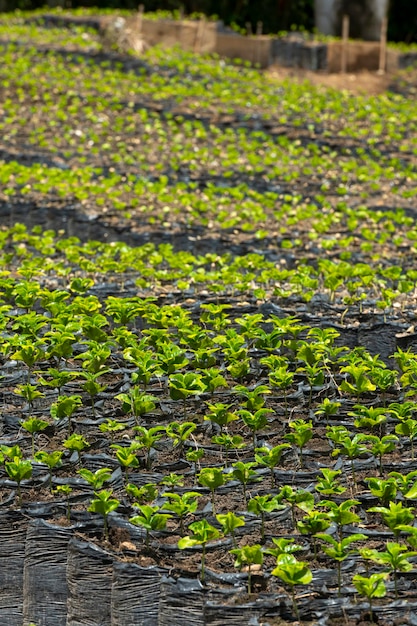 Młode rośliny kawy Arabica na farmie na wsi Kolumbia Region Armenii Kolumbia Ameryka Południowa