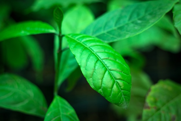 Młode rośliny kawy