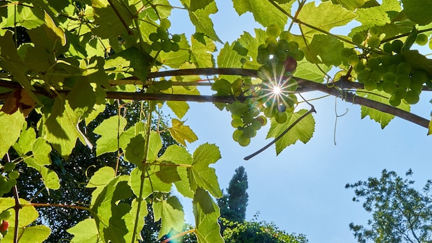 Młode winogrona na niewyraźne zielone tło w jasnych promieniach słońca