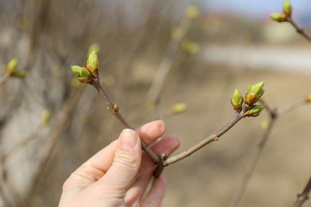 Młode wiosenne liście na gałązkach Kwitnące nerki Świeże zielone liście w dłoni