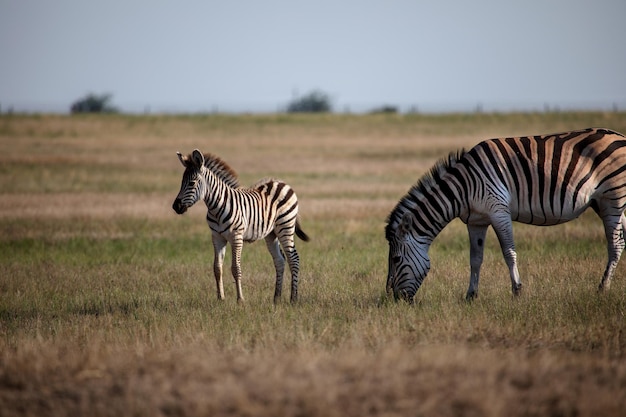 młode zebra i jego matka zebra na sawannie