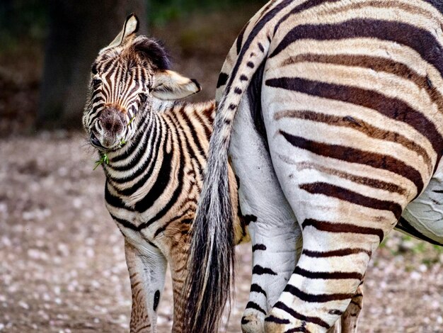 Zdjęcie młode zebra się uśmiecha.