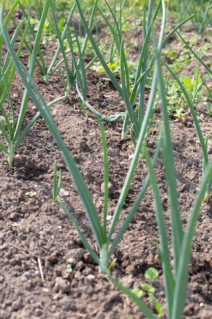 Zdjęcie młode zielone cebule w ogrodzie