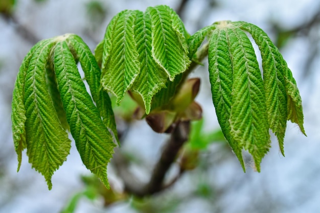 Młode zielone liście kasztanowca na gałęzi wczesną wiosną