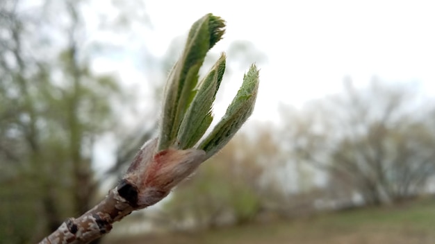 Młode zielone liście na cienkiej gałązce Natura ożywa wiosną Wierzba