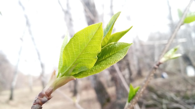 Młode zielone liście na cienkiej gałązce Natura ożywa wiosną Wierzba