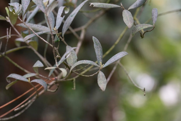 Młode zielone liście na gałęzi drzewa oliwnego w ogrodzie na wiosnę
