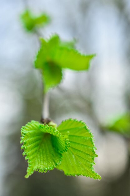 Młode zielone liście na gałęzi wczesną wiosną zbliżenie na niewyraźnym tle