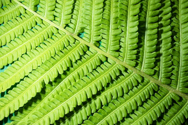 Młode zielone liście paproci Naturalne naturalne tło