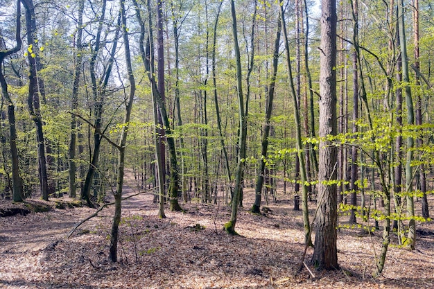 Młode zielone liście pojawiają się na drzewach w lesie Tło wiosny