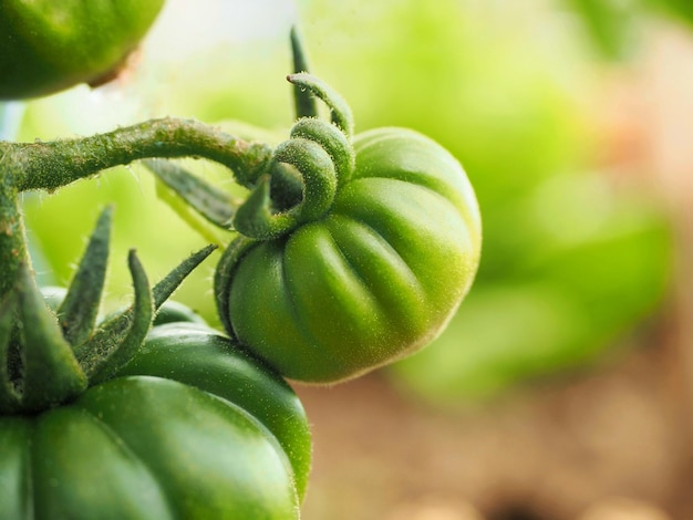 Młode zielone pomidory rosnące na pomidorowej roślinie