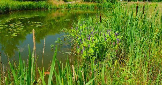Młode zielone trzciny rosną na tle spokojnego jeziora stawowego Letni krajobraz z roślinami wodnymi w kwitnącej rzece bagiennej Pojęcie przyrody ekologia środowisko