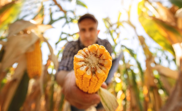 Młody agronom sprawdza jakość plonu kukurydzy na gruntach rolnych Rolnik na polu kukurydzy w upalny słoneczny dzień