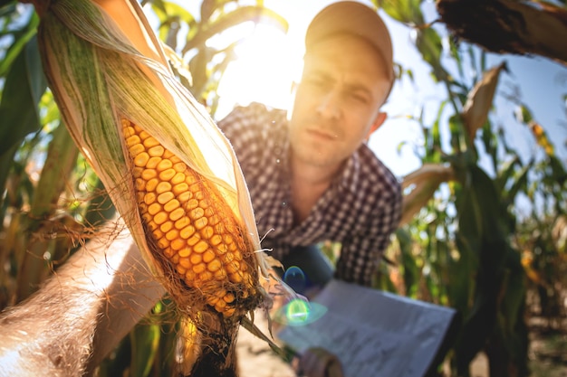 Młody agronom sprawdza jakość plonu kukurydzy na gruntach rolnych Rolnik na polu kukurydzy w upalny słoneczny dzień