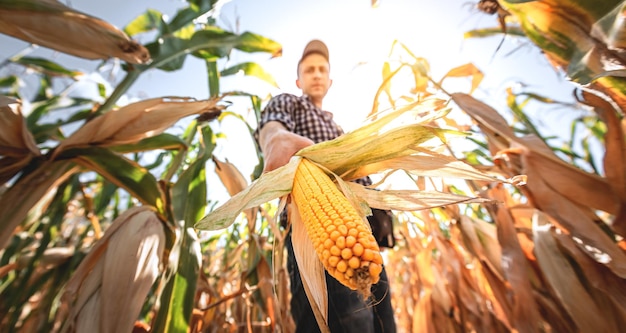 Młody agronom sprawdza jakość plonu kukurydzy na gruntach rolnych Rolnik na polu kukurydzy w upalny słoneczny dzień