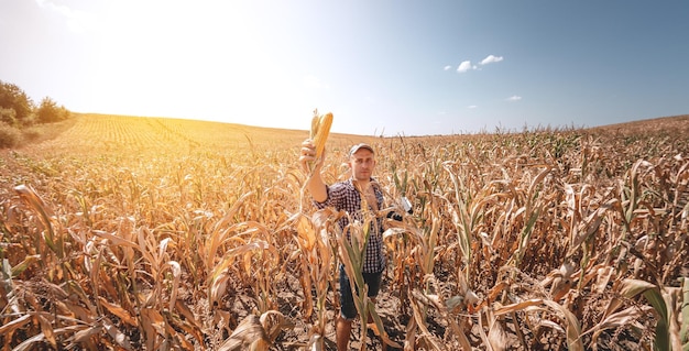 Młody agronom sprawdza jakość plonu kukurydzy na gruntach rolnych Rolnik na polu kukurydzy w upalny słoneczny dzień