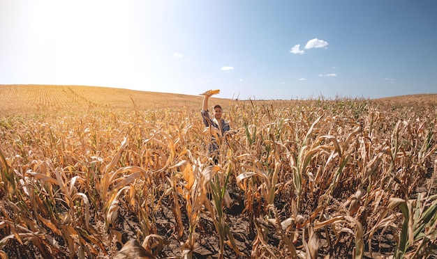 Młody agronom sprawdza jakość plonu kukurydzy na gruntach rolnych Rolnik na polu kukurydzy w upalny słoneczny dzień