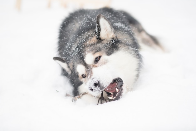 Młody alaskan malamute bawi się kijem i leżąc w śniegu. śnieżny nos. Pies zima