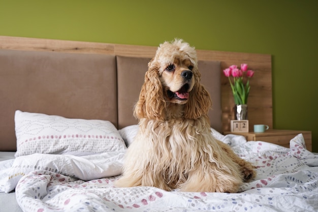 Młody amerykański cocker spaniel na łóżku.