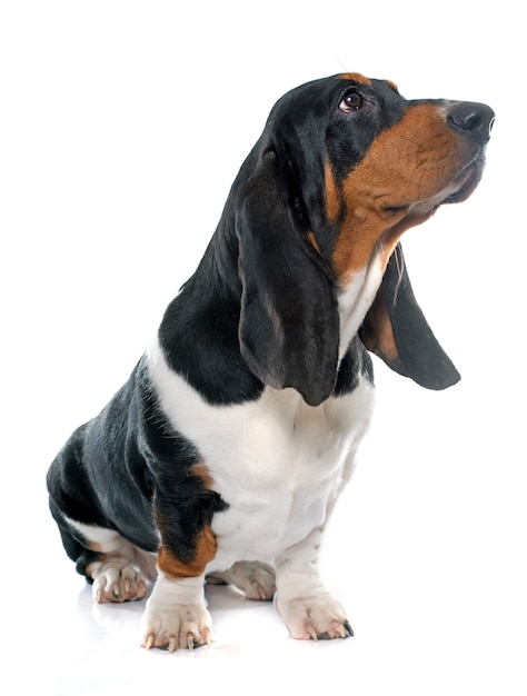 Młody Basset Hound