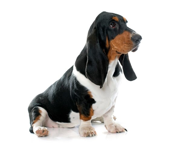 młody Basset Hound