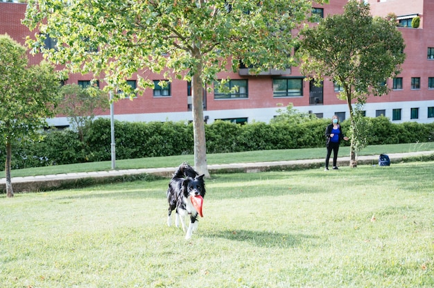 Młody Border Collie Biegający Z Czerwonym Krążkiem W Ustach Na Tle Młodej Kobiety. Obraz Z Miejscem Na Kopię