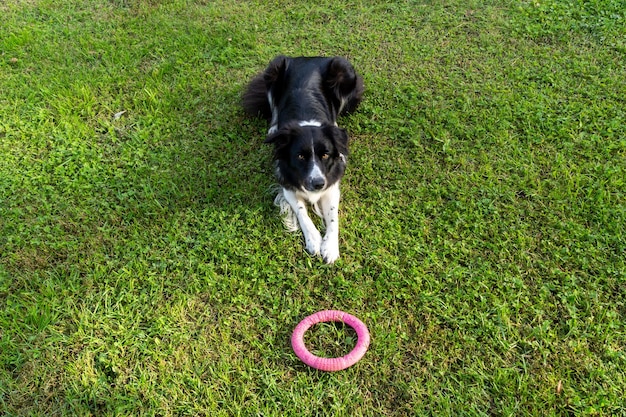 Młody border collie w zielonej trawie ze swoją różową zabawką na kółkach