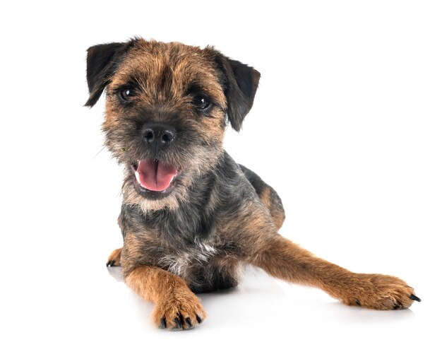 Młody Border Terrier