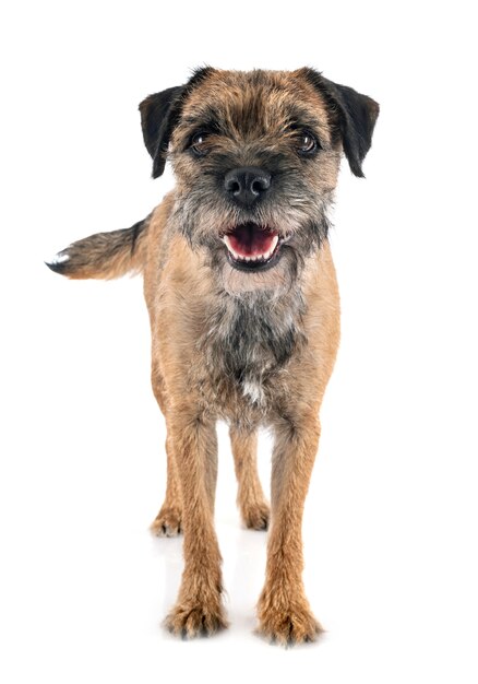 Młody Border Terrier