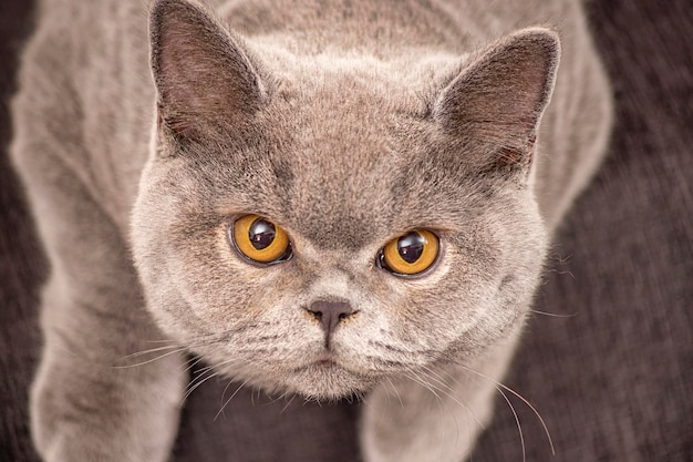 Młody brytyjski krótkowłosy kot o szarym kolorze i brązowych oczach patrzący na kamerę