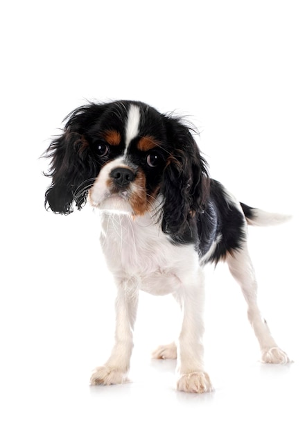 Młody Cavalier King Charles