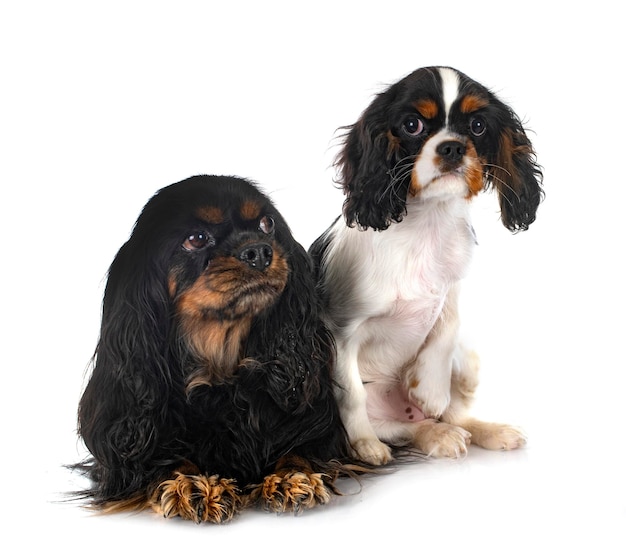 Młody Cavalier King Charles