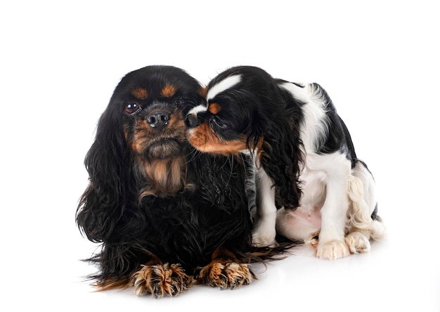 Młody Cavalier King Charles