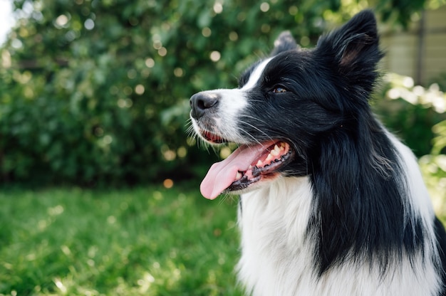 Młody Czarno-biały Border Collie Na Trawie