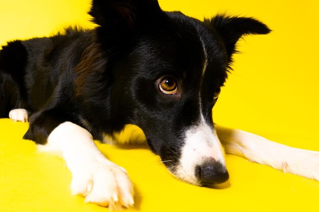 Młody czarno-biały border collie siedzi i patrzy w kamerę