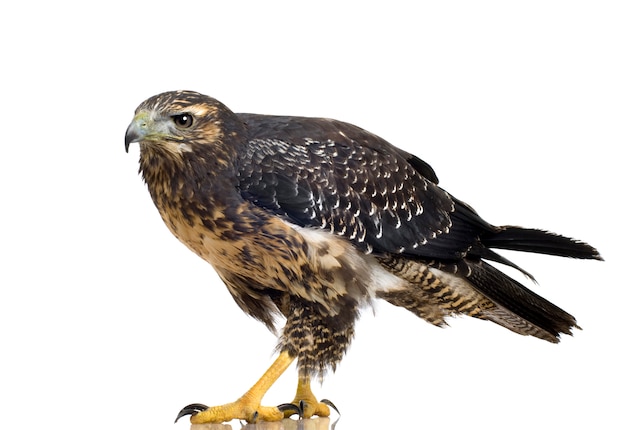 Młody czarnoskóry myszołów Geranoaetus melanoleucus z przodu na białym odosobnionym