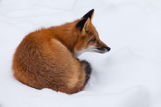 Młody czerwony lis z rodzaju Vulpes odpoczywa na śnieżnym łóżku