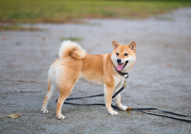 Młody czerwony wesoły puszysty pies shiba inu spaceruje po ulicy