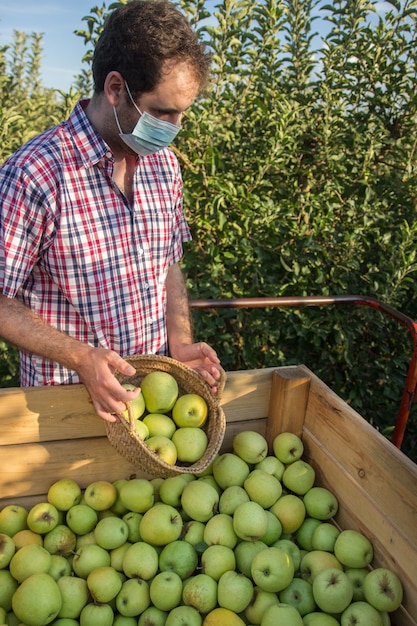 Młody człowiek w koszuli w kratę zbierający złote jabłka na plantacji drzew owocowych z maską.