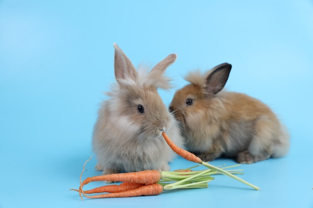 Młody dwa ładny brązowy królik wielkanocny jedzenie marchew