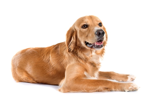 Młody golden retriever