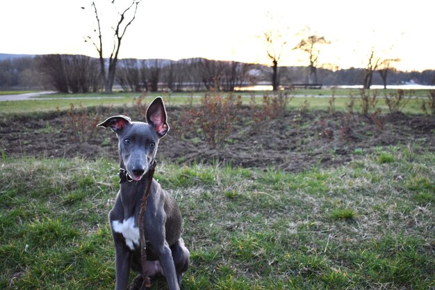 Zdjęcie młody greyhound z kijem na polu