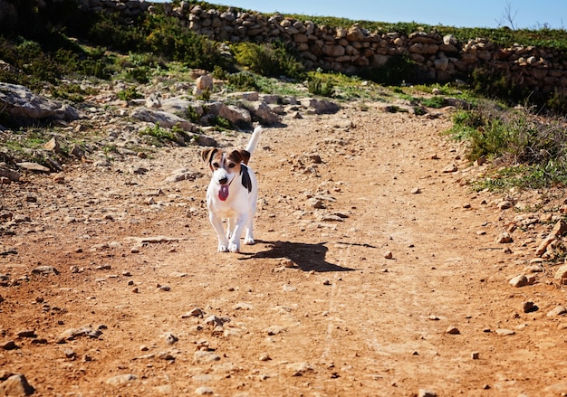 Młody Jack Russell biegnie piaszczystą drogą