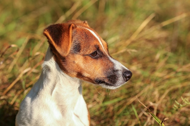 Młody Jack Russell terrier w niskiej trawie oświetlonej słońcem, szczegół na głowie patrząc na prawą stronę.