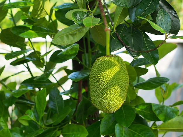 Młody jackfruit wiszący na drzewie